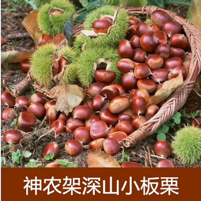 2025新货高山小毛栗好去皮新鲜新货小板栗毛栗子生吃清甜煮熟软糯