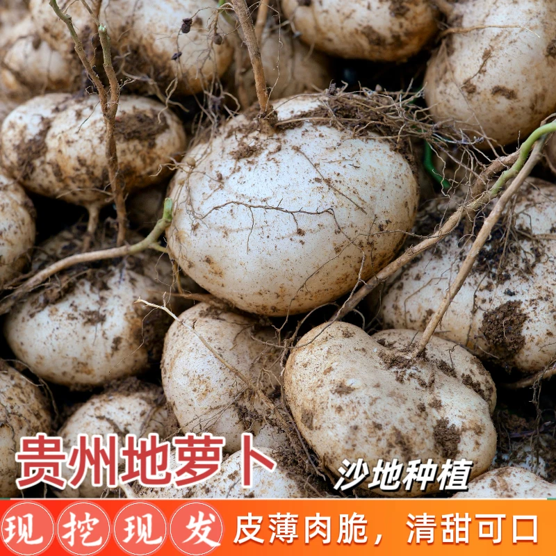 贵州沙地小凉薯地瓜地萝卜脆甜多汁好吃农产品水果