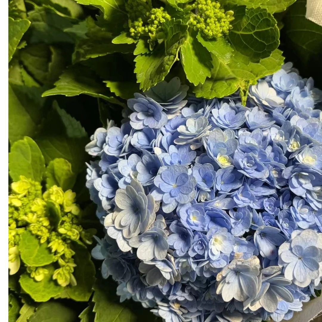 蓝色无尽夏重瓣绣球花