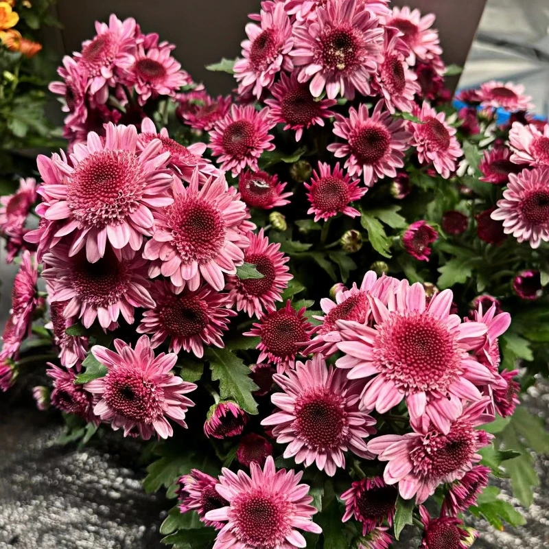 粉水晶千头菊花卉庭院夏季好养耐高温耐干旱阳台地栽（两盆）