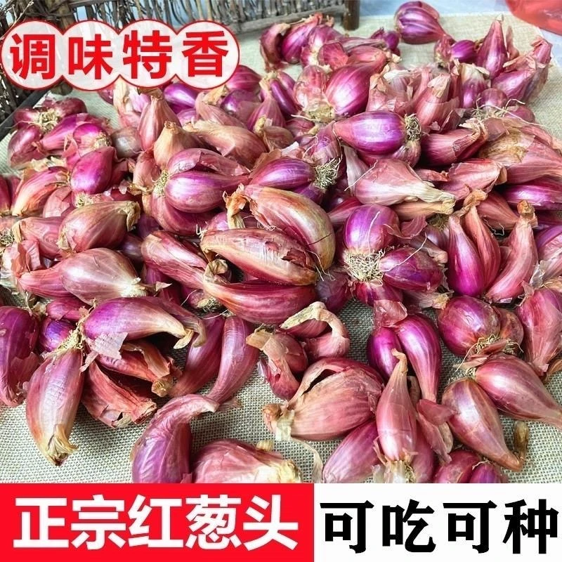 红头葱种四季葱头小香葱种子籽家庭阳台盆栽蔬菜火葱山东大葱种孑