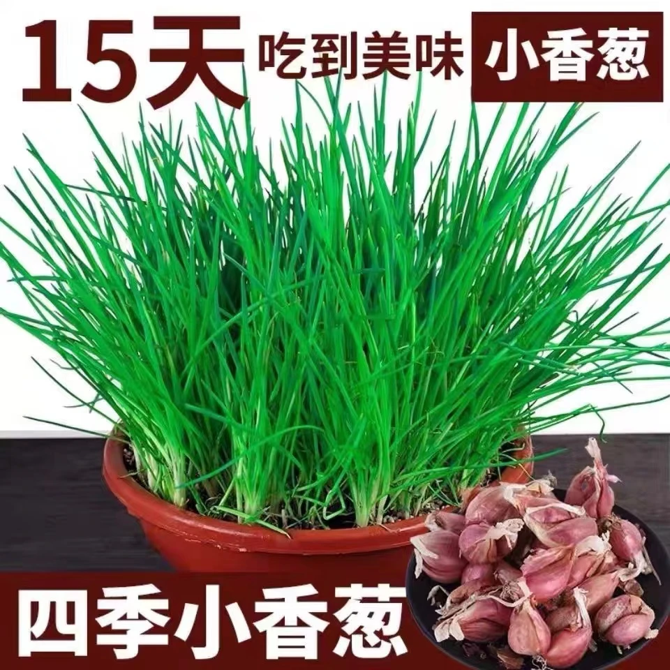 正宗红葱头可种植四季小香葱阳台精选盆栽小香葱熬葱油农家自种