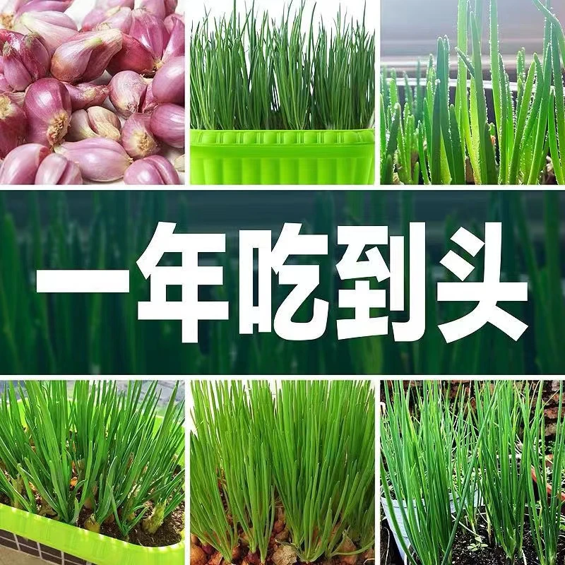 红葱头种子小香葱种子红葱头火葱四季小香葱种子蔬菜种子阳台盆栽