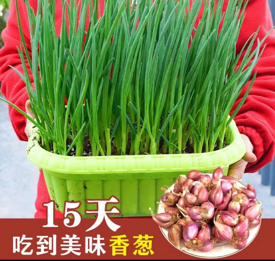 红葱头铁葱火葱自家种盆栽极速发货四季种植四季小香葱红头葱香浓