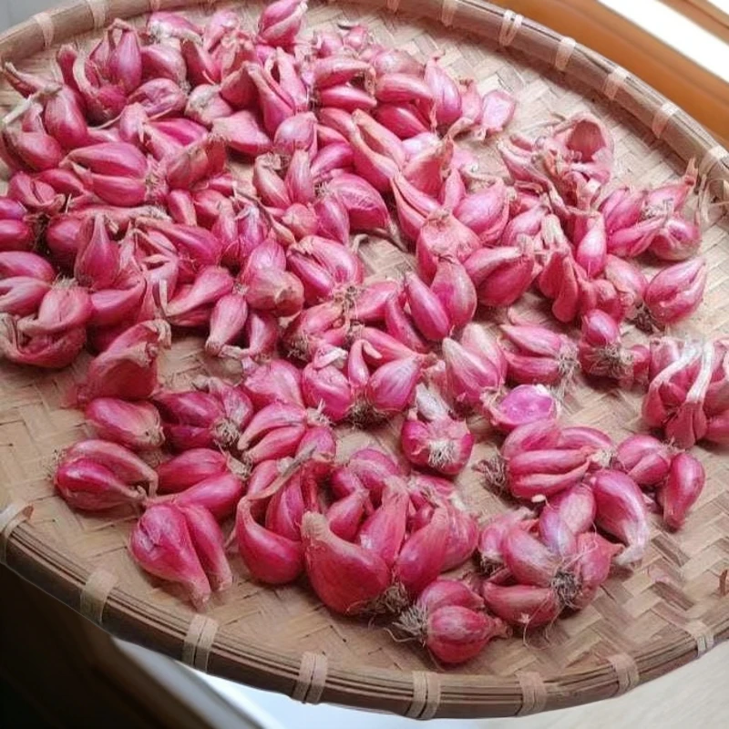 四季小香葱香葱头阳台院子火葱毛葱黄葱红葱头香葱头食干红葱农家