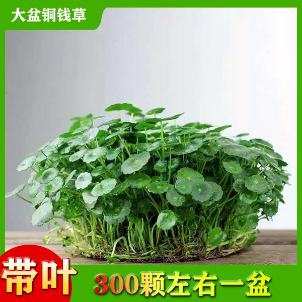 铜钱草水培盆栽室内室外花卉招财金钱草绿植吸甲醛绿植大叶子植物