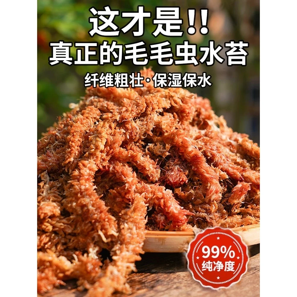 智利进口毛毛虫水苔七星干苔藓蝴蝶兰花专用土基质乌龟冬眠垫材用