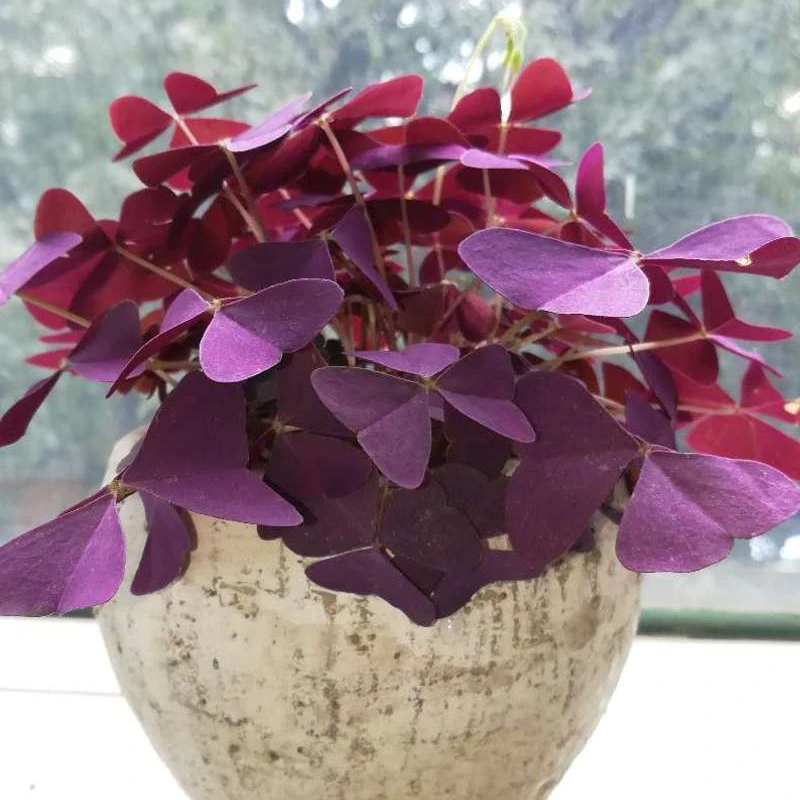 紫叶酢浆草种球花卉盆栽室外室内阳台种植四季开花植物易活好养活