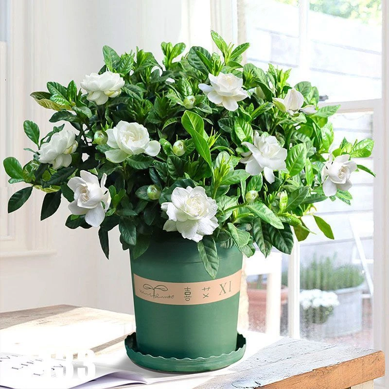 四季栀子花盆栽室内带花苞花卉植物花绿植浓香客厅阳台办公桌必备