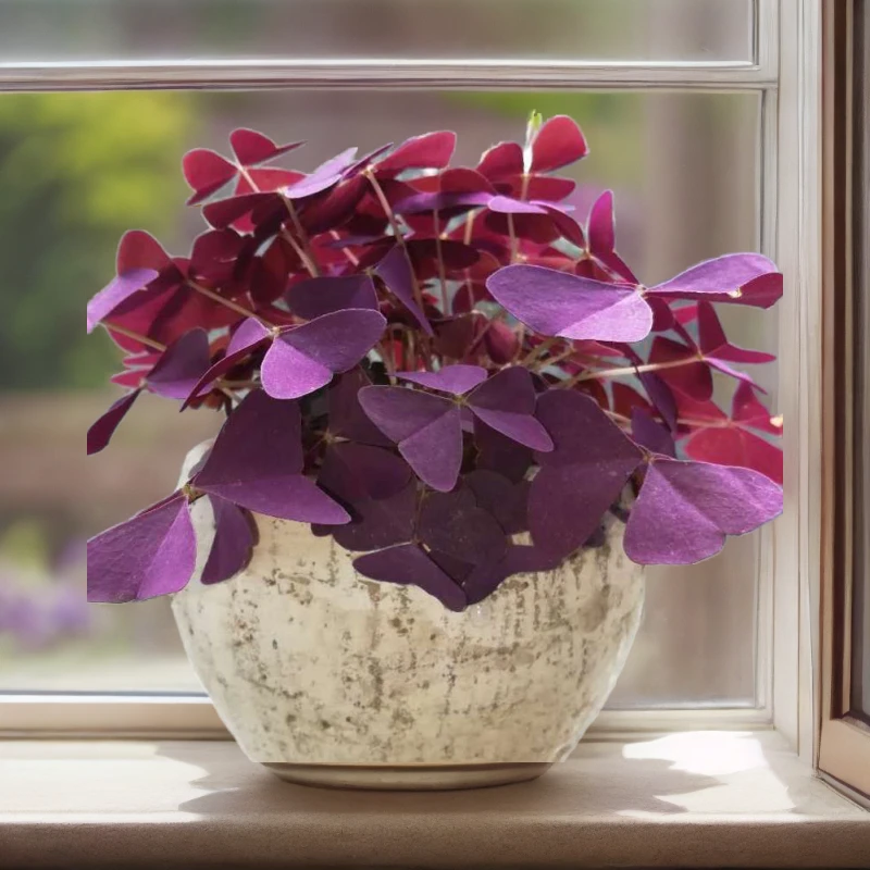 紫叶酢浆草种球花卉盆栽室外室内阳台种植四季开花植物易活好养活