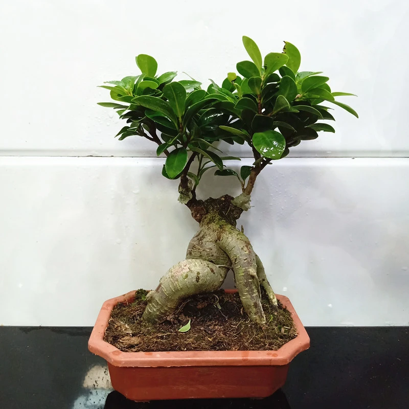 榕树盆景榕树盆栽小盆景植物四季常绿禅意花卉绿植办公室盆景小盆