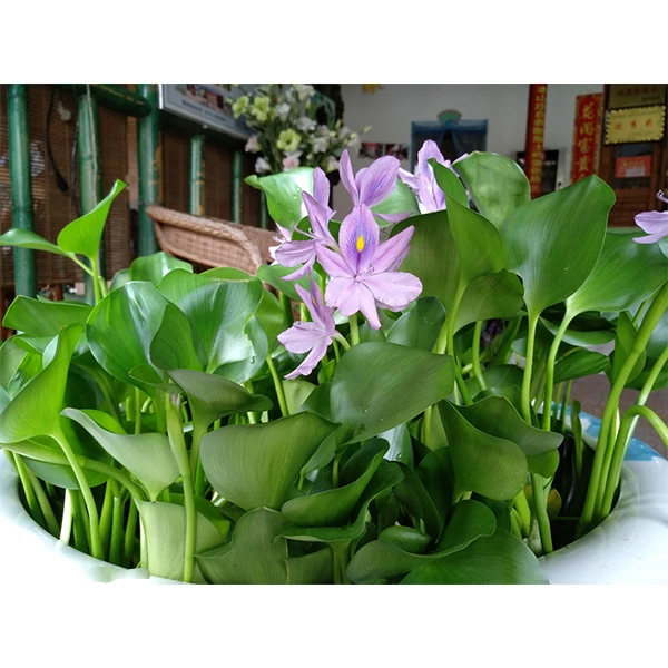 凤眼莲水葫芦水生植物池塘水芙蓉水浮莲净化污水碗莲睡莲根块浮萍