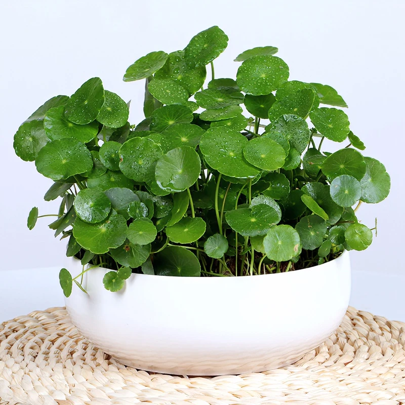 铜钱草水培土培土壤栽培盆栽办公室室内外花卉绿植自然常绿鲜活养