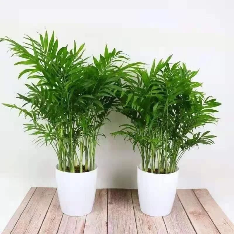 散尾葵盆栽室内客厅吸甲醛四季常青大型网红植物好养易成活大绿植