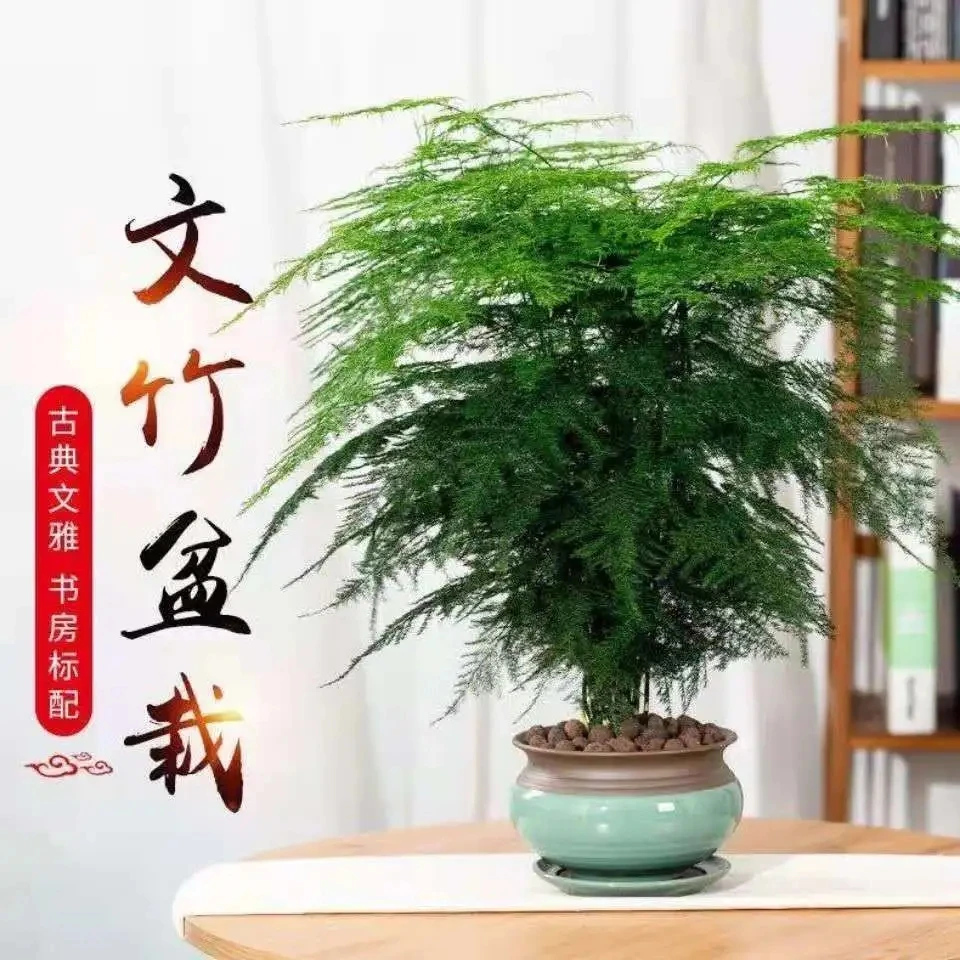 文竹盆栽绿植花卉室内客厅办公室桌面小盆景原盆易活禅意香气鲜花