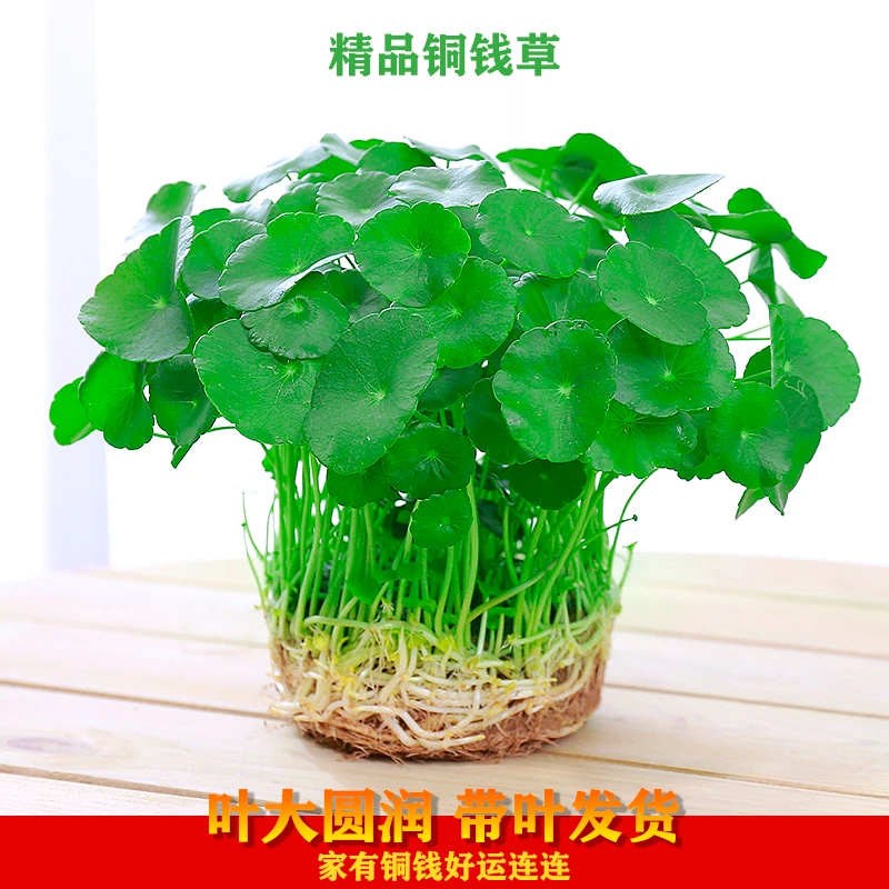 【粉丝专属】铜钱草金钱草水土培室内盆栽花卉四季常绿旺宅