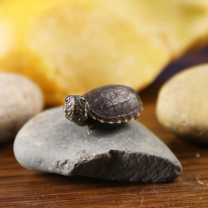 头盔蛋龟宠物龟龟