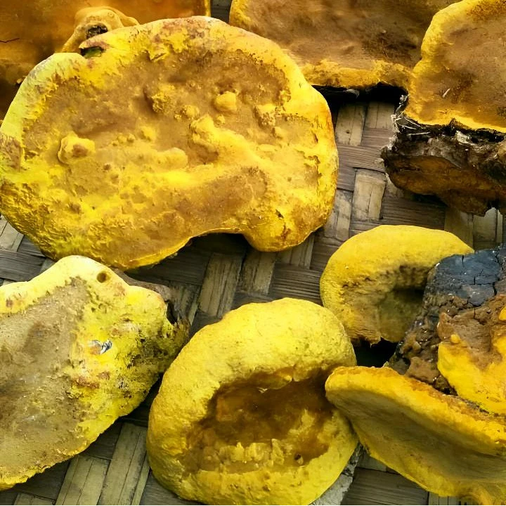 【滇越山货桑-黄】土特产小桑黄菌可食用深山采摘煮水煲汤配西洋参