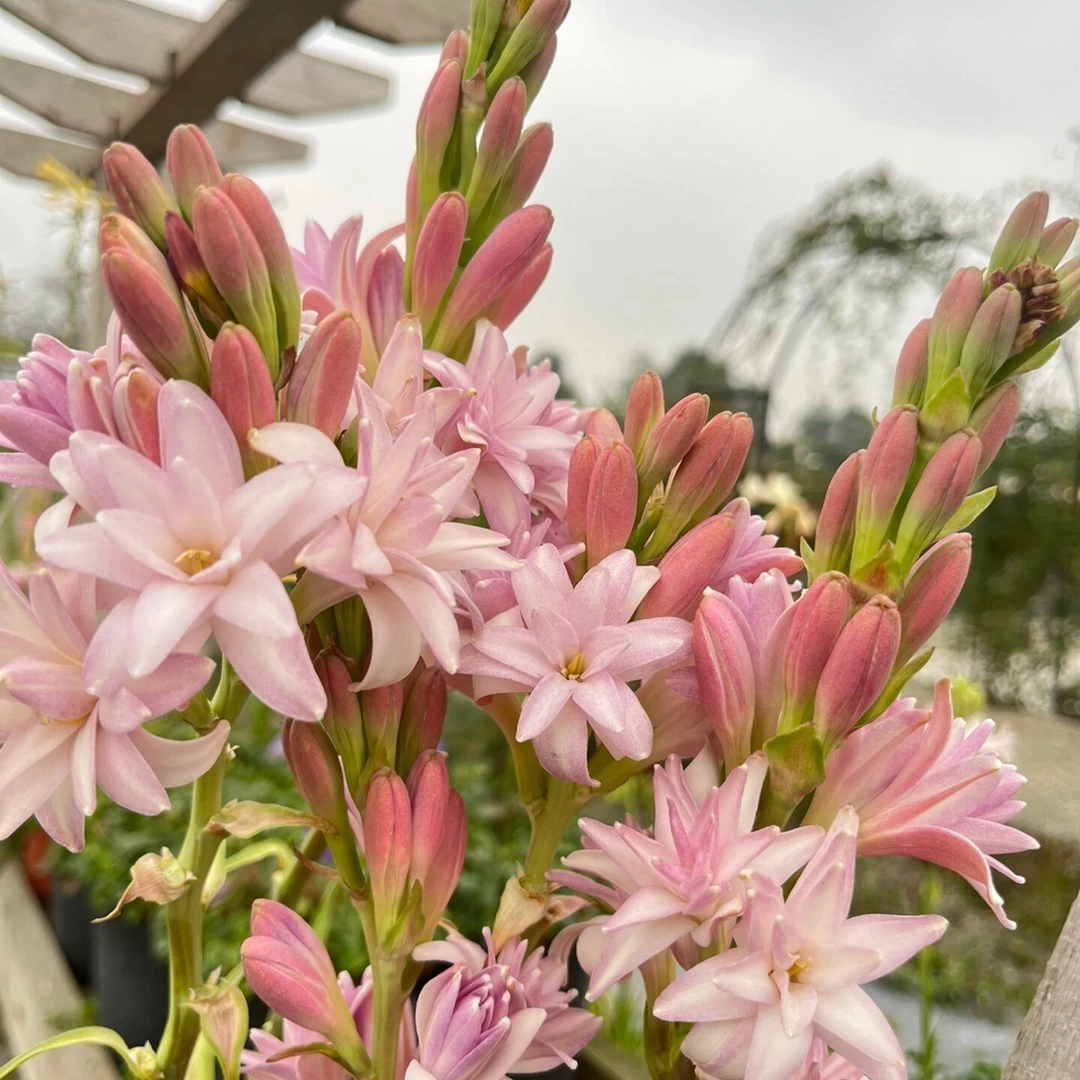 【粉色重瓣15-20芽】晚香玉种球大花球根夜来香浓香型多年生种球