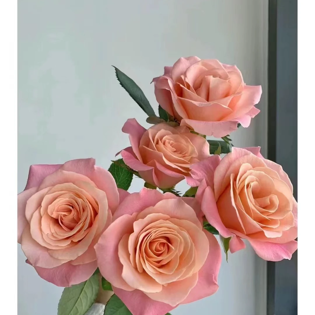 【猪小姐单头玫瑰】同一地址任意两单送配草.三单可备注送园艺剪刀。