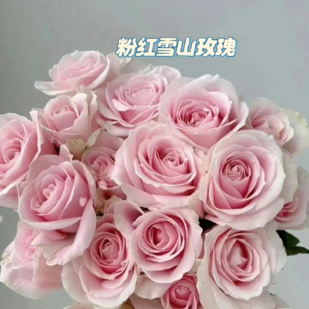 【粉红雪山玫瑰】两单及以上顺丰冷链包邮+配草10枝 云南鲜花直发