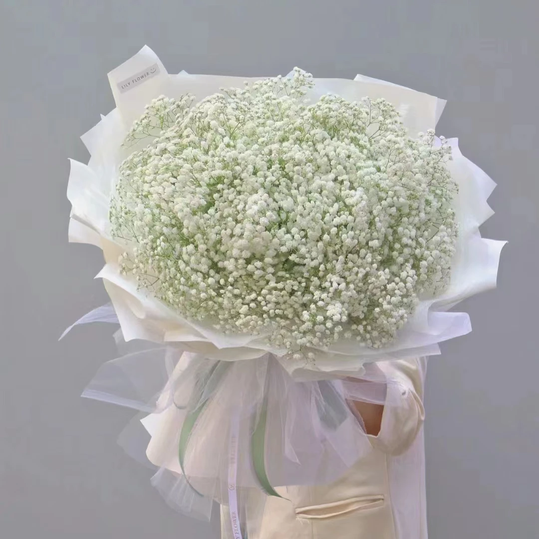 【满天星 】同一地址任意两单送配草，三单可备注送园艺剪刀.