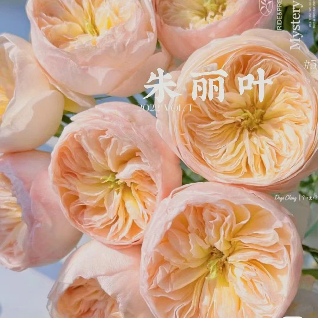 【朱丽叶玫瑰】同一地址任意两单送配草.三单可备注送园艺剪刀】