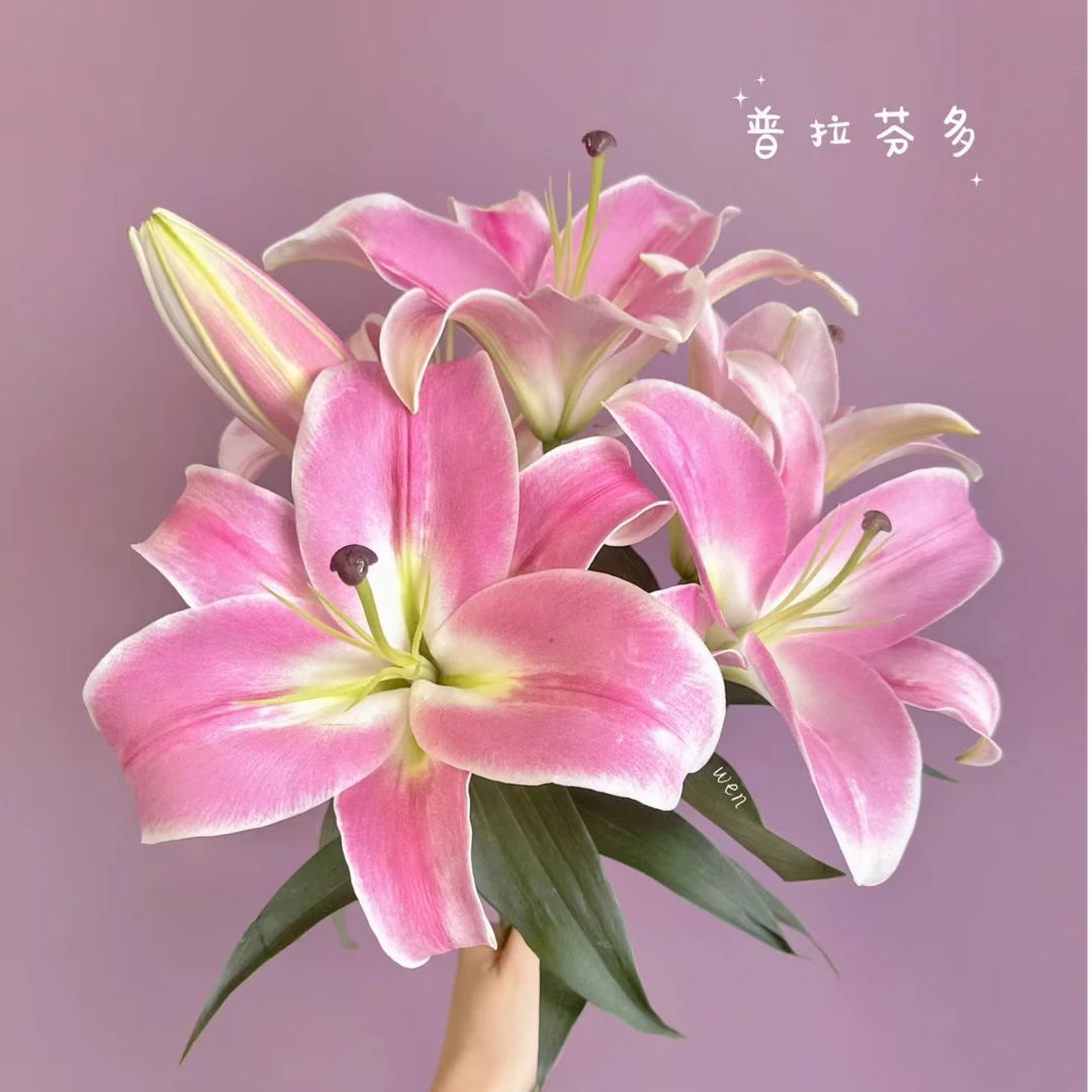 普拉芬多香水百合：同一地址任意两单送配草，三单可备注送园艺剪刀