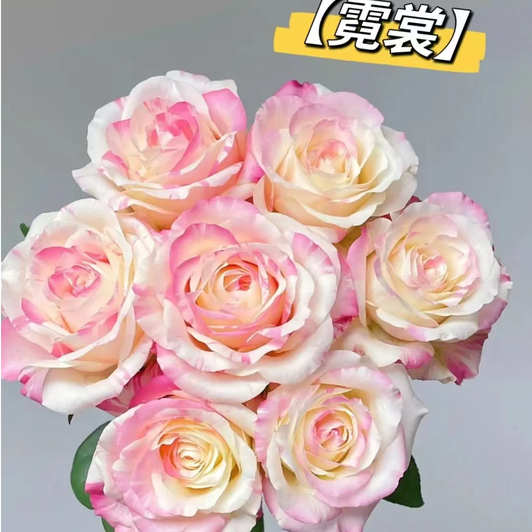 霓裳玫瑰：收到花第一时间醒花，不会请联系客服【教学视频】