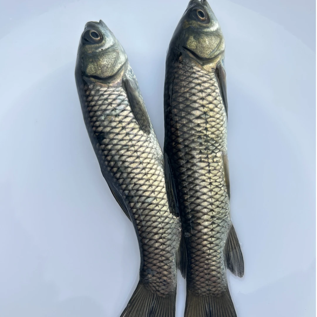 优质草鱼鲜活食用草鱼皖鱼品种鲩鱼食蚊鱼淡水清水脆肉鲩鱼发货