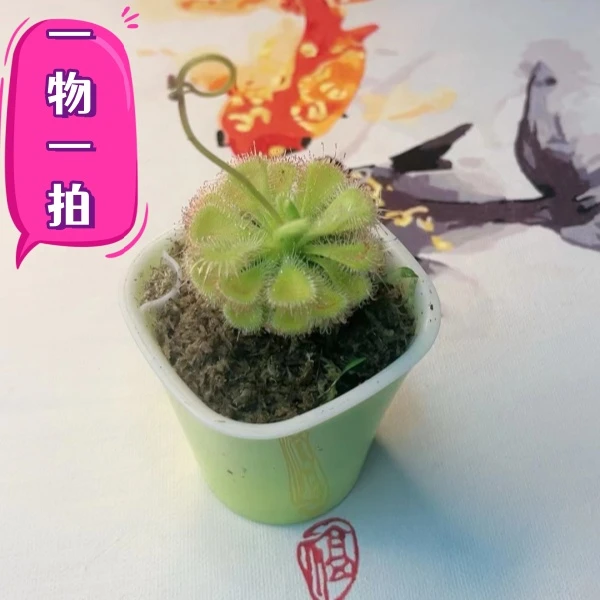 一物一拍多组合食虫草夏天家里生长冬天也好养殖种好发货室外植株