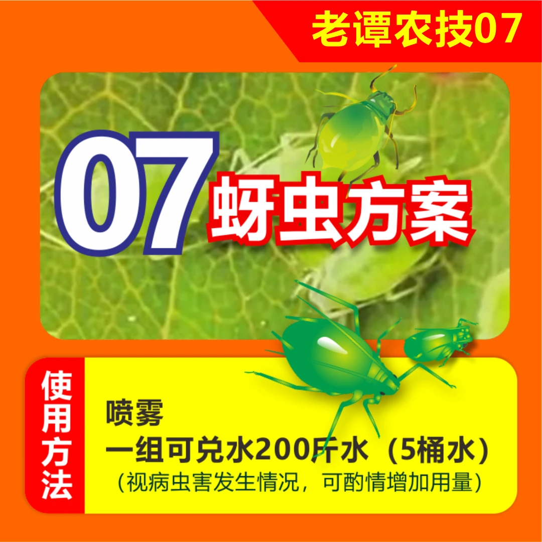 老谭农技07抗蚜技术乐美方案露天蔬菜大棚蔬菜蚜虫