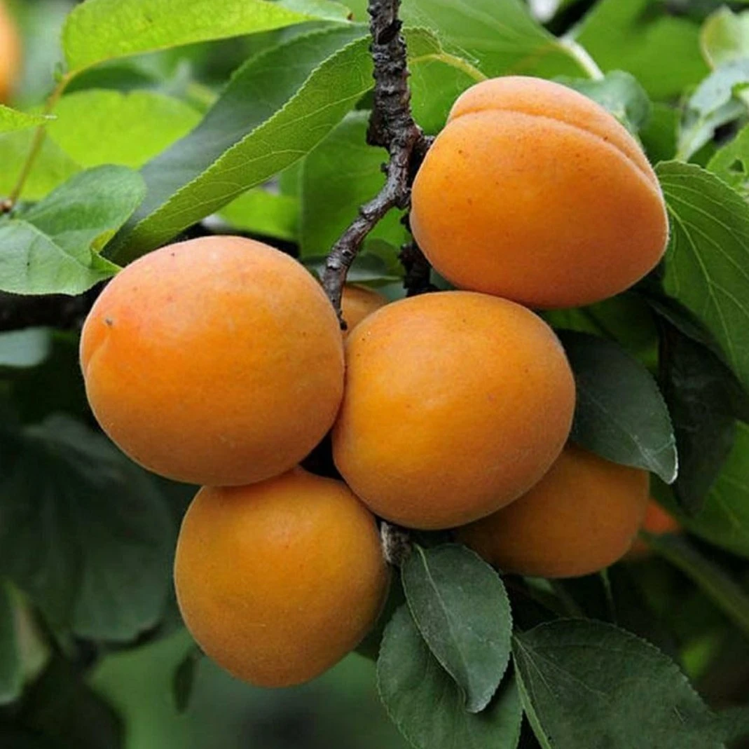 三个果一斤）帝王杏树苗水果蘑菇秦皇岛9986梦杀果树果苗柿子树