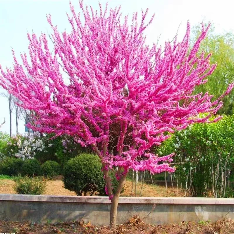 紫荆树苗庭院地栽均可种植南北方均可种植