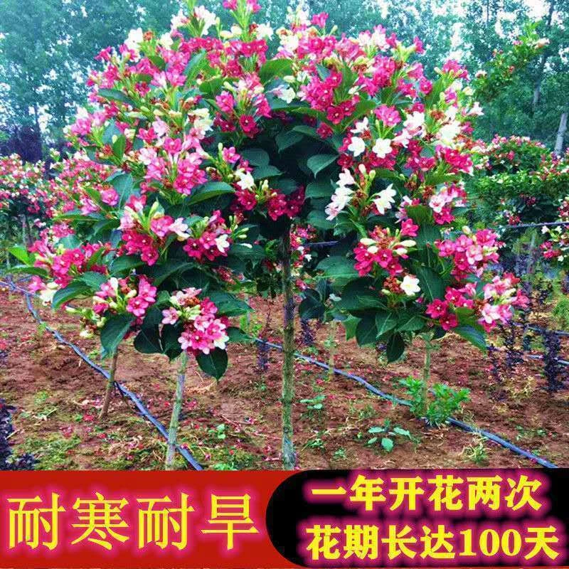 五彩锦带庭院地栽均可绿化苗木花期超长