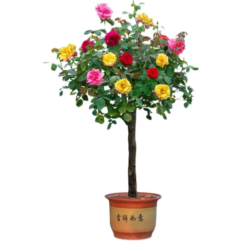 树桩月季盆栽地栽阳台庭院植物