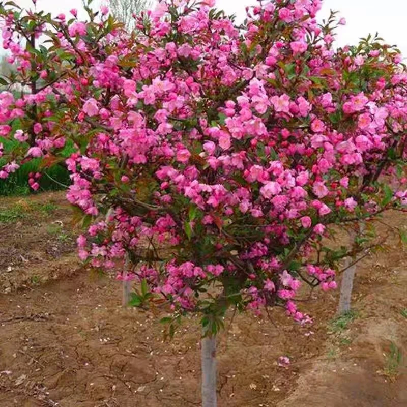 海棠树苗西府海棠垂丝海棠北美红花海棠庭院地栽南方北方均可种植