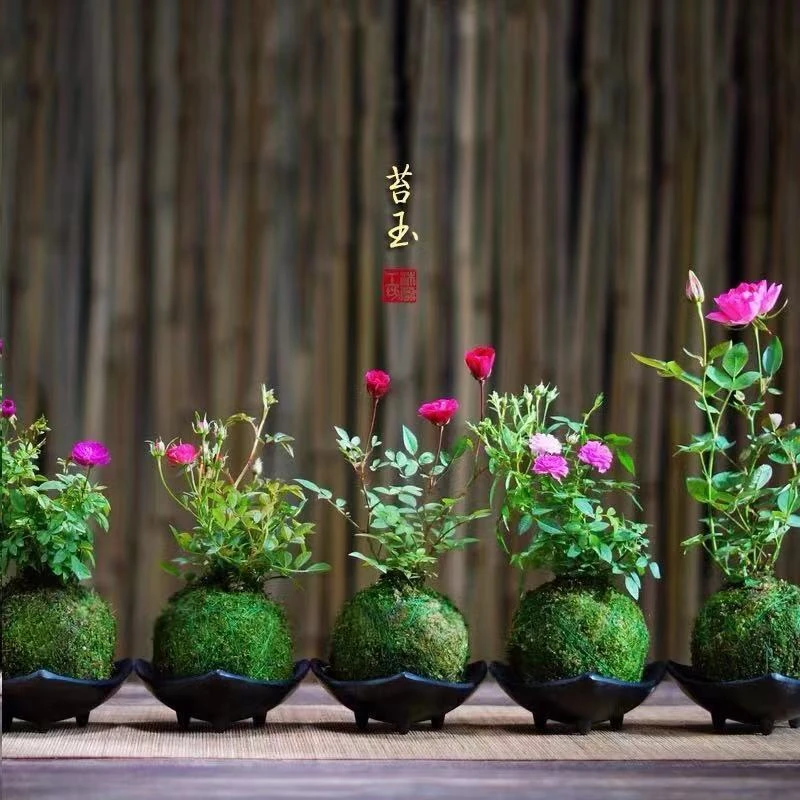 原盆带花 四季开花迷你超微型月季玫瑰 苔藓球阳台窗台桌面绿花卉