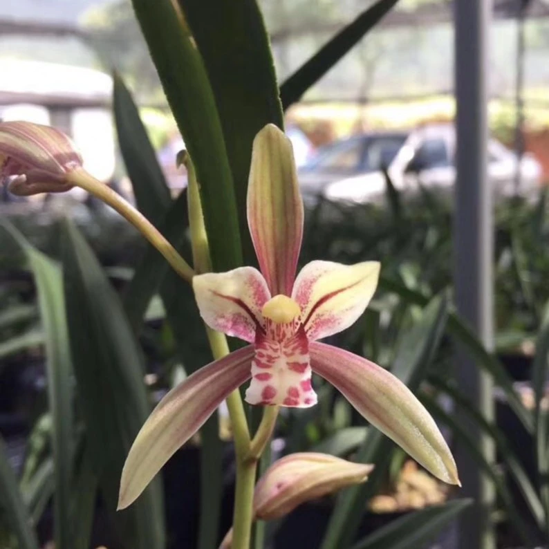 建兰大果冠兰花建兰花卉绿植盆栽