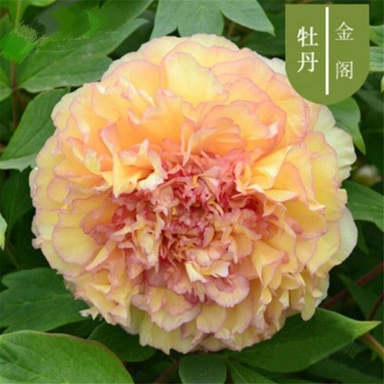 黄金阁牡丹生长势强，成活率较高，具有一定耐寒性适应性很强适合