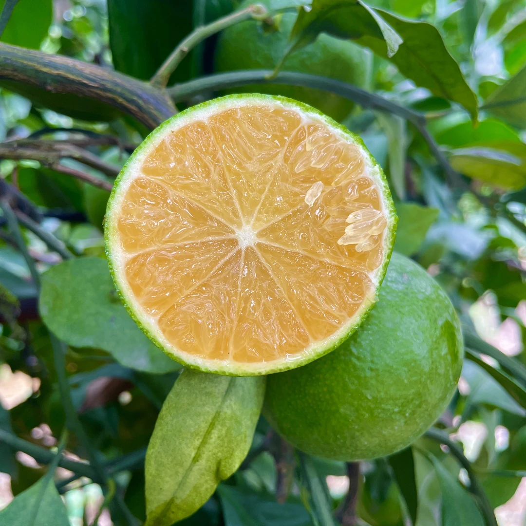 精选新鲜宜昌蜜桔产地直发优质青皮橘子皮薄多汁桔子无核柑子包邮