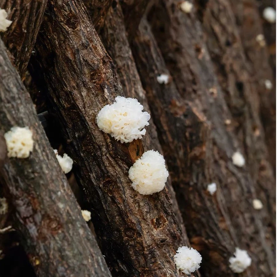 古田无硫椴木小银耳新货口感软糯滋补糯耳羹出胶雪耳干货胶质
