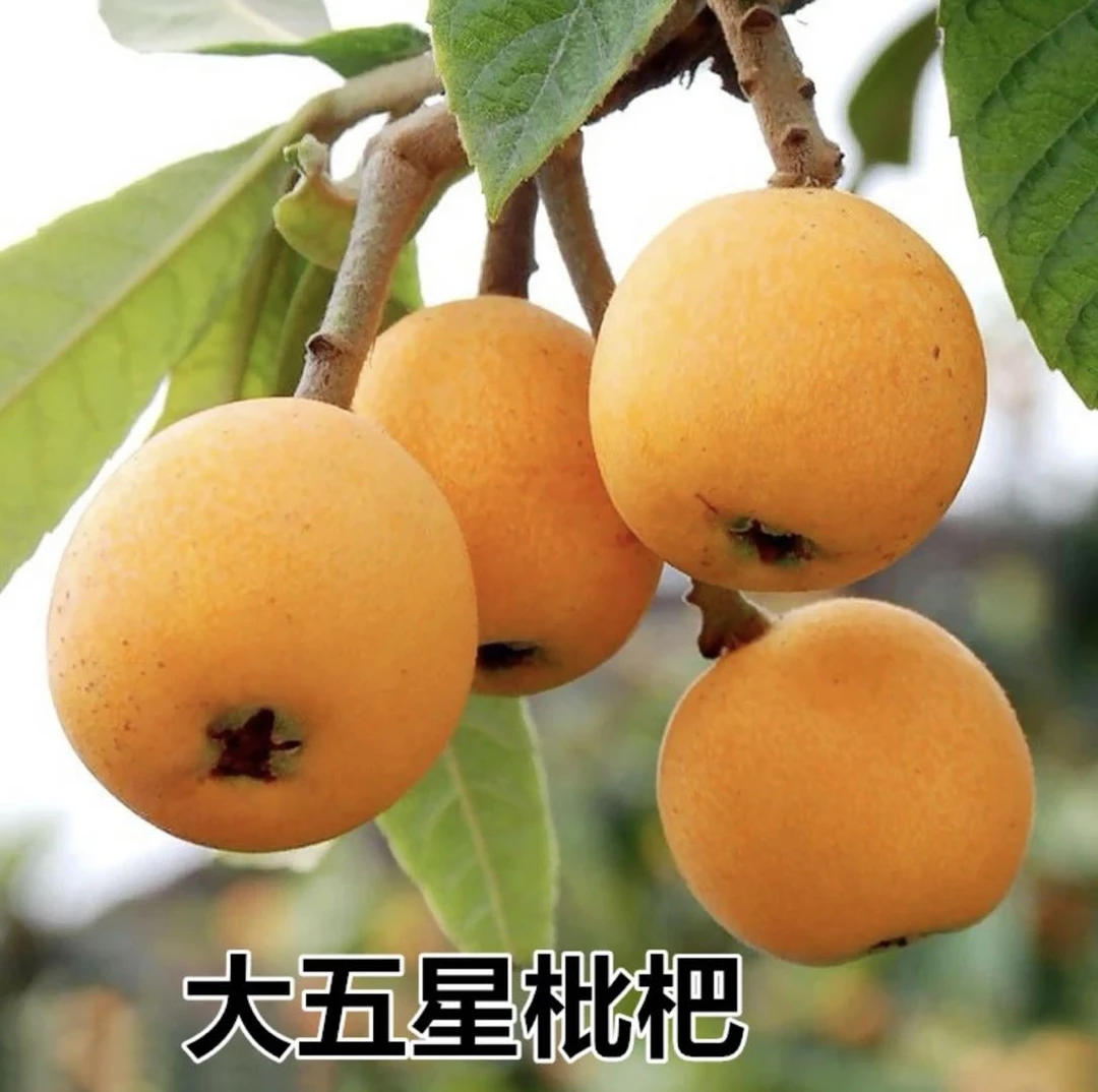 【立秋现挖 枇/杷/老桩】带土基地直发南北方都能养抗旱抗旱