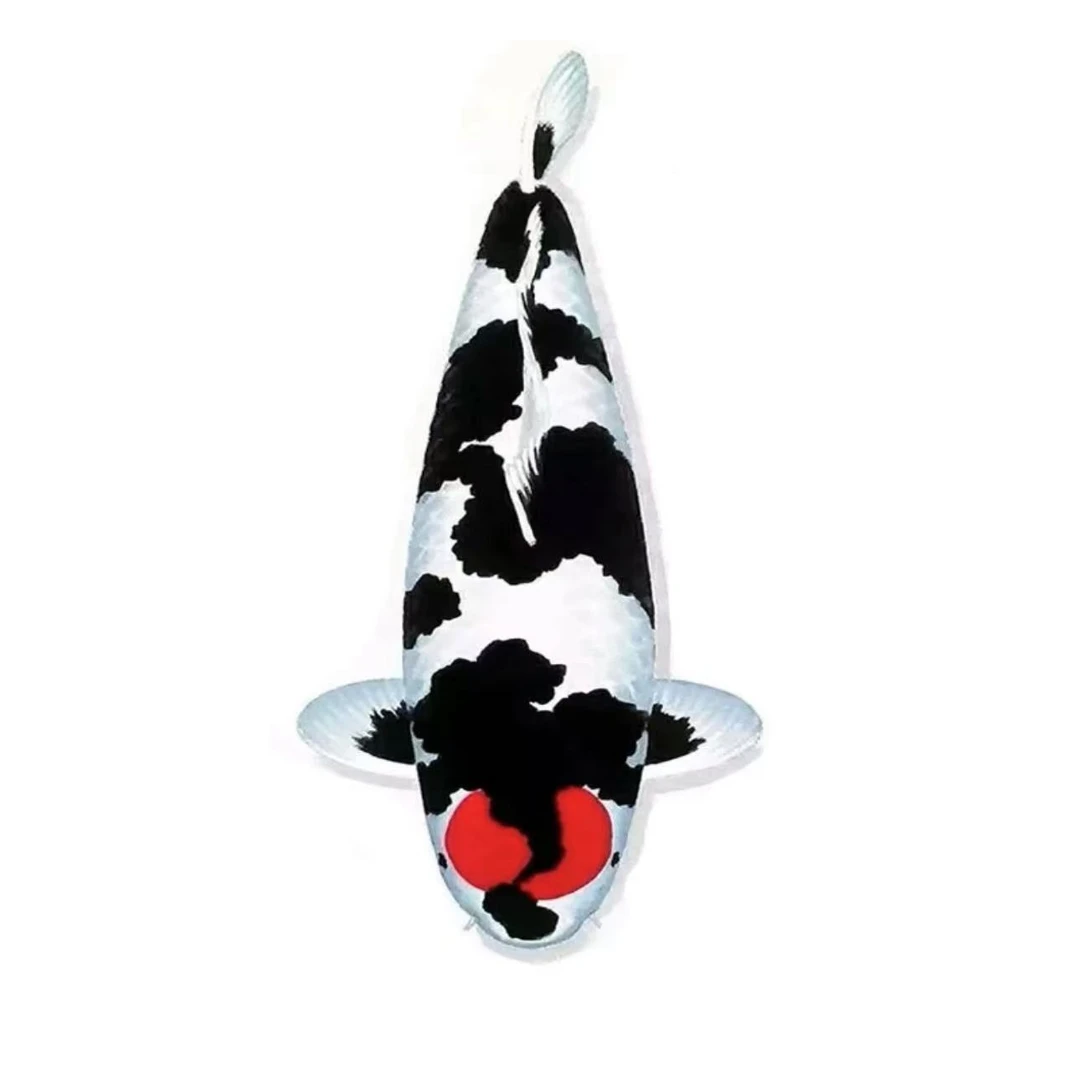 精品锦鲤三选15cm