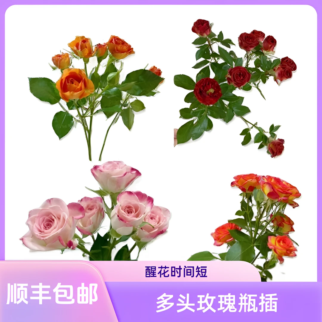 【云巅之花】多头彩色玫瑰福利 花苞多 云南鲜花基地直发顺丰包邮