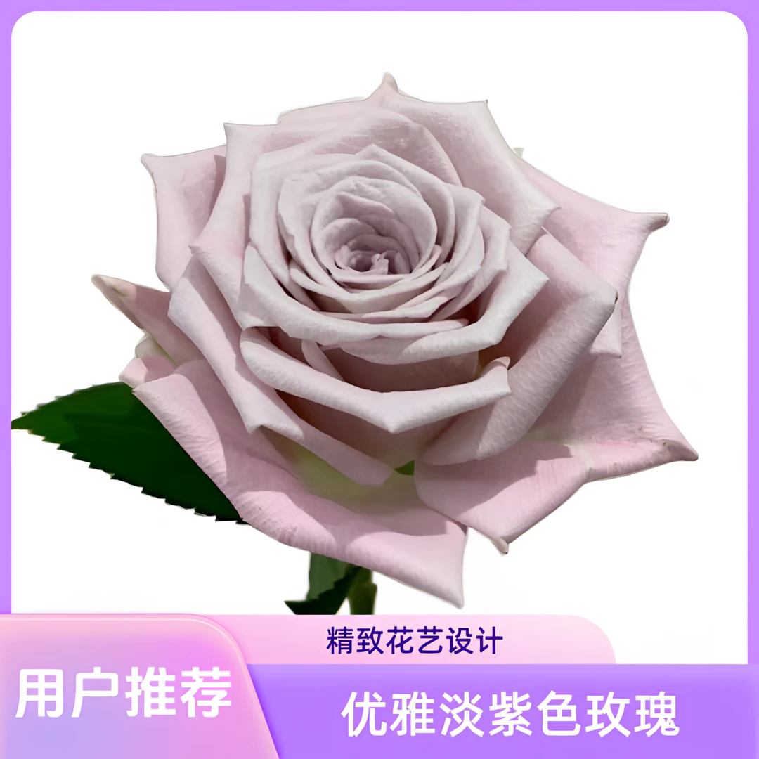 【云巅之花】曼塔 淡紫色系单头玫瑰 云南鲜花基地直发顺丰包邮