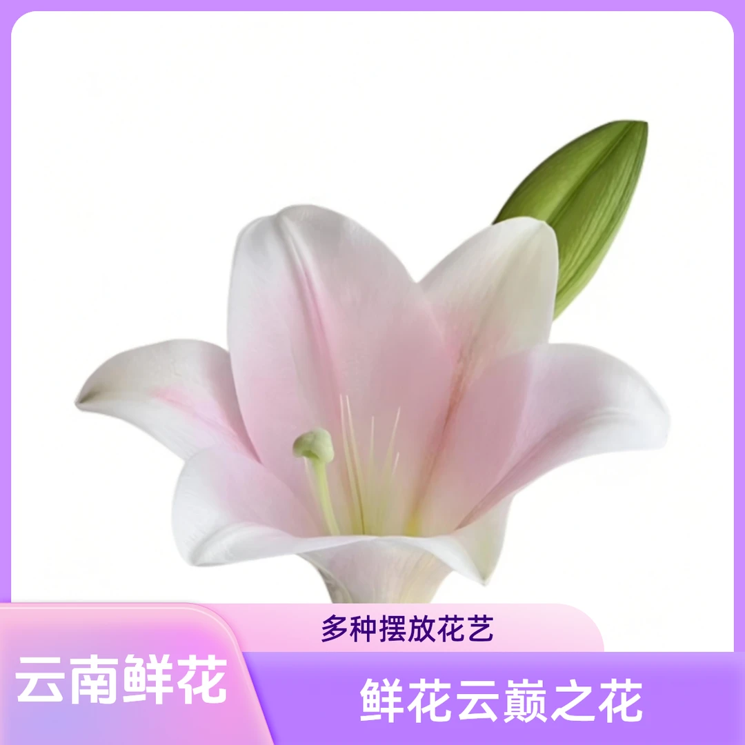 【云巅之花】粉铁炮 多头百合 花香清淡 云南鲜花基地直发 顺丰包邮