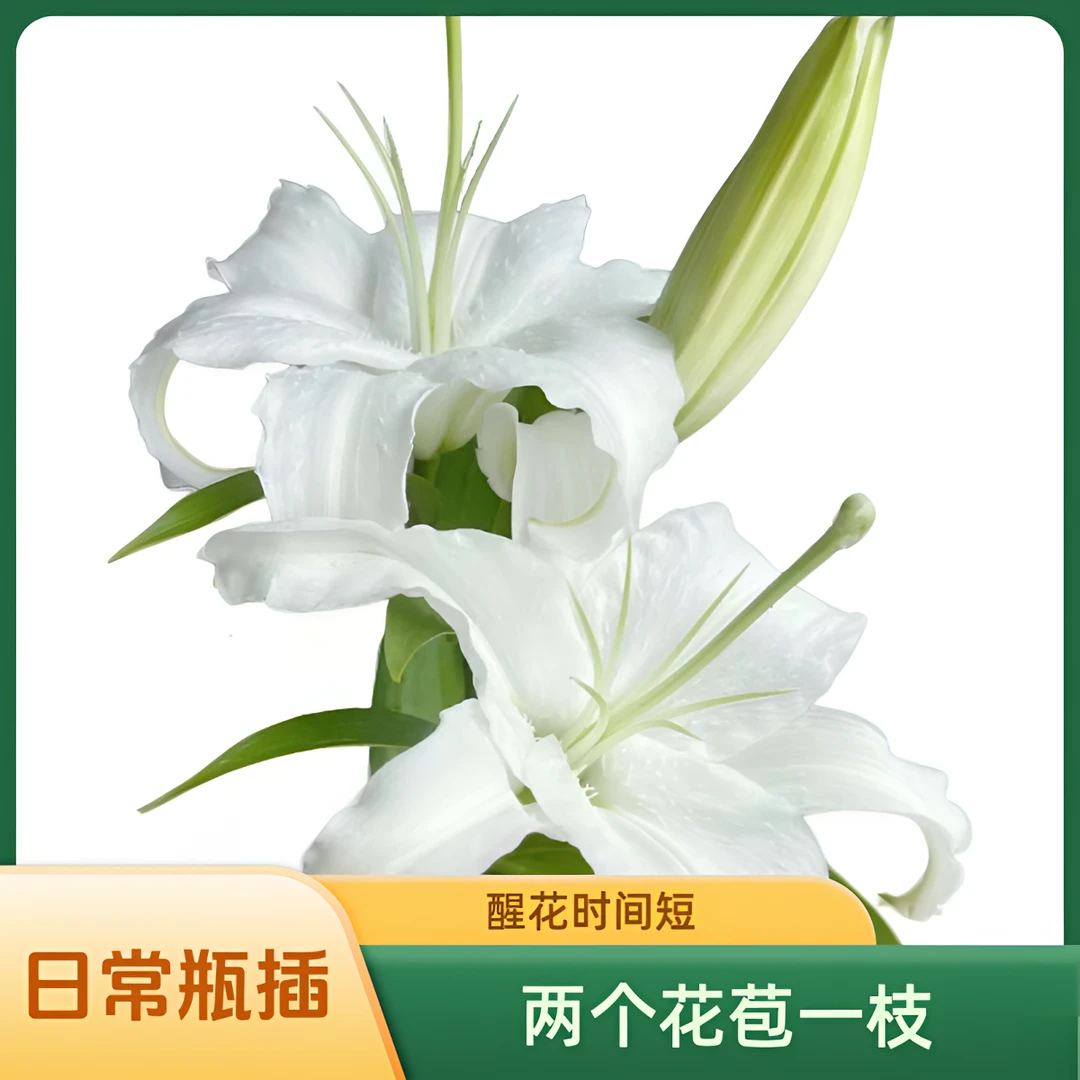 【云巅之花】西伯利亚百合 两个花苞一枝 云南鲜花基地直发顺丰包邮