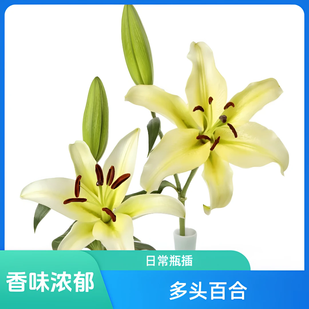 【云巅之花】黄天霸三个头百合 香味浓郁 云南鲜花基地直发顺丰包邮