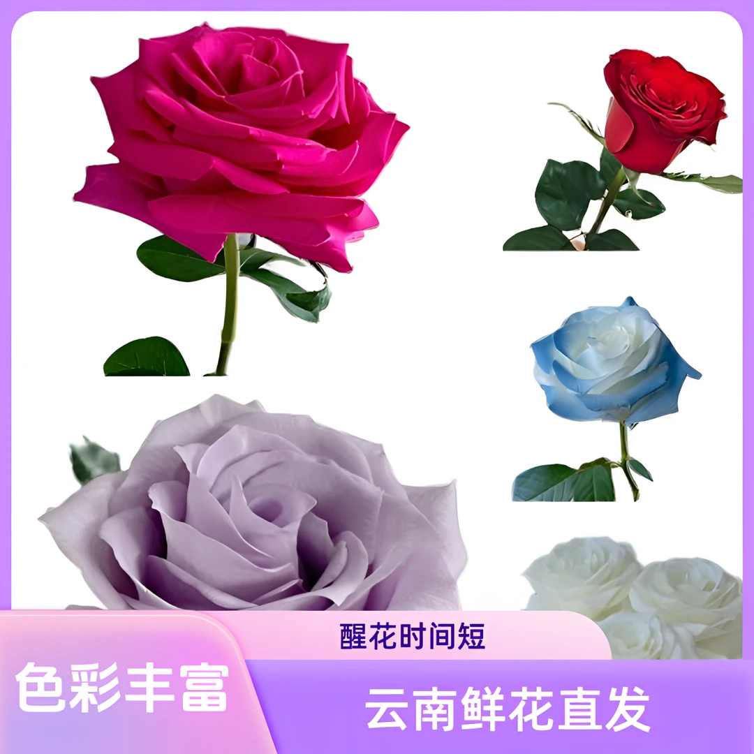【云巅之花】福袋大礼包 宠粉福利不可理赔 云南鲜花直发顺丰包邮